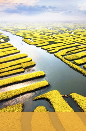 兴化千垛菜花景区